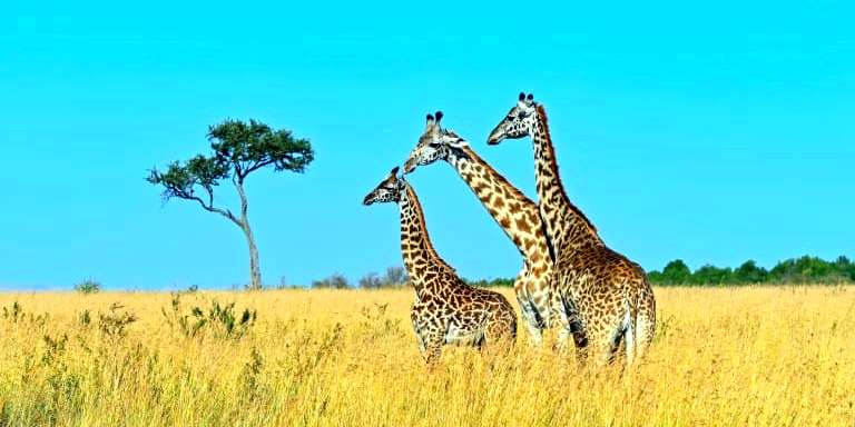Ai langata giraffe center 1