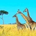 Ai langata giraffe center 1