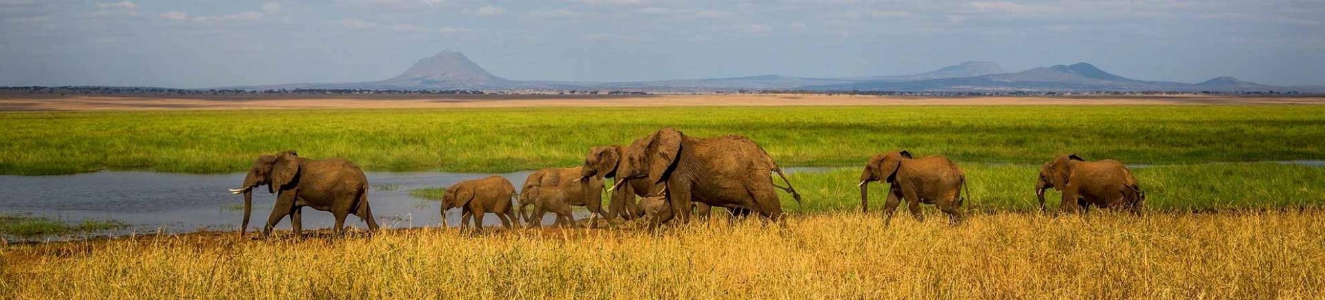 Tanzanie safari