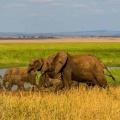 Tanzanie safari